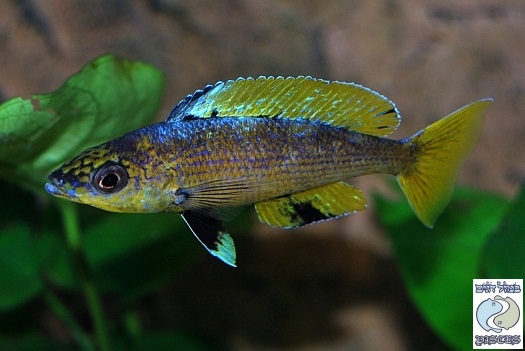 Cyprichromis sp. 'brilliant jumbo' Kitumba